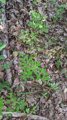 Taenidia integerrima