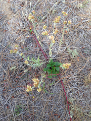 Pseudognaphalium ramosissimum
