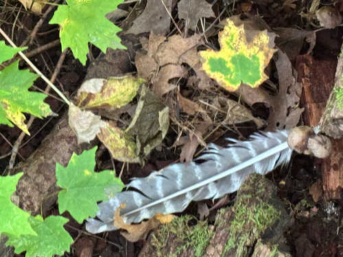 Wild Turkey