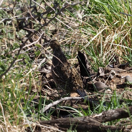 Northern Bobwhite observed by jnemoebright