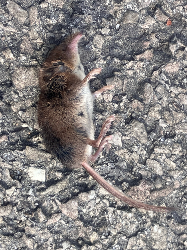 Masked Shrew observed by guthrand