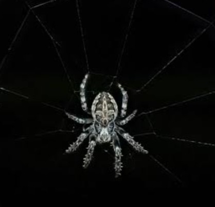 Grey Cross Spider