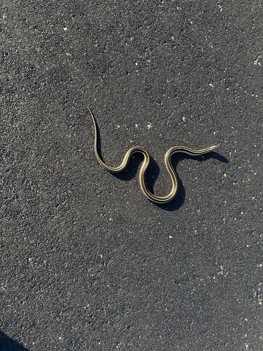 Common Garter Snake