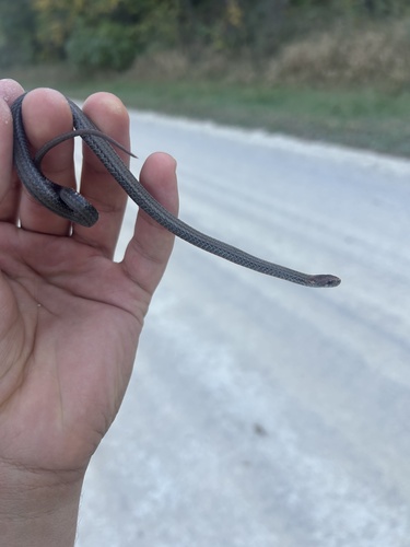 Red-bellied Snake