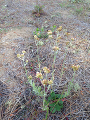 Pseudognaphalium ramosissimum