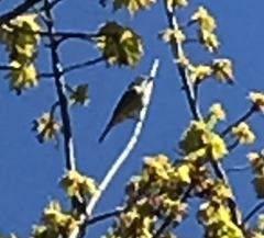 Vireo solitarius