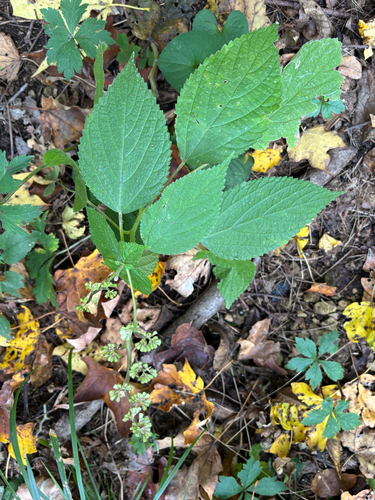 wood nettle