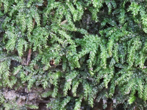Hypnodendron vitiense observed 2026-09-25