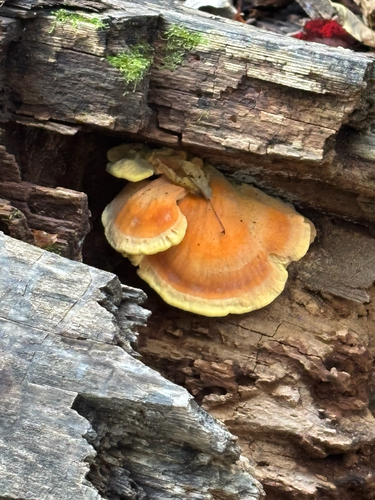 chicken of the woods
