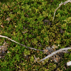 Tortula hoppeana