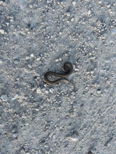 DeKay's Brownsnake