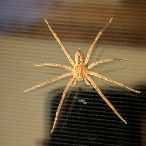 Mediterranean Spiny False Wolf Spider