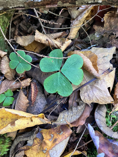 mountain woodsorrel