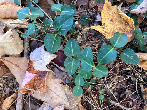 partridgeberry