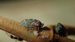 Tropidaspis