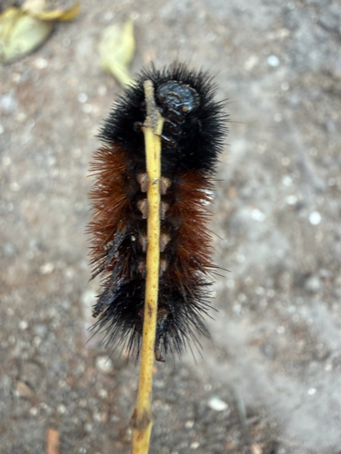 Isabella Tiger Moth