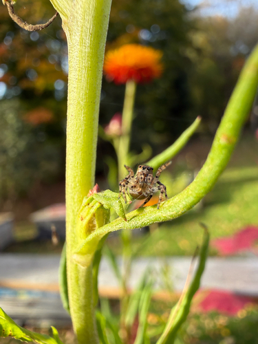 flea jumping spider