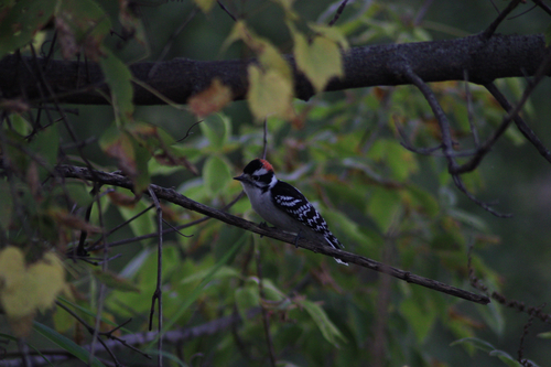 Downy Woodpecker observed by ryanskwarek