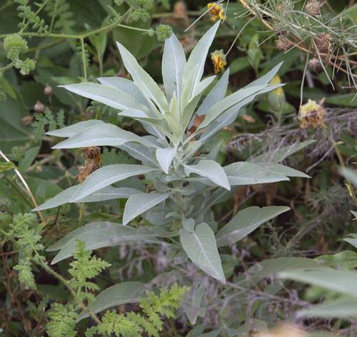 iNaturalist observation photo of white sage