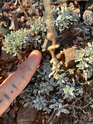 Antennaria microphylla observed 2026-10-09