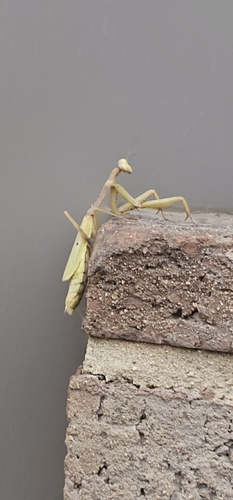 Carolina Mantis
