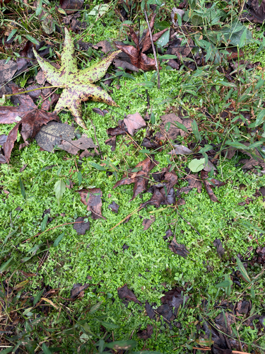 Selaginella apoda observed 2026-10-10