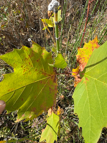 American sycamore