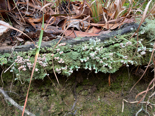 Cladonia mitrula observed 2026-10-10