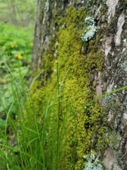 Carex sparganioides
