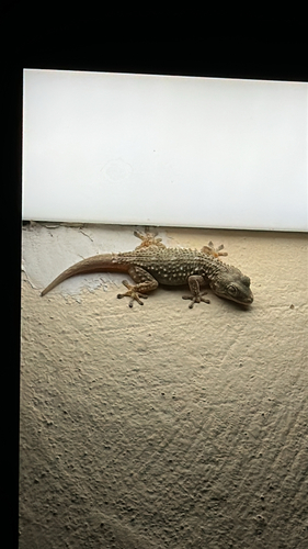 Moorish Gecko