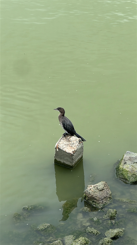 Pygmy Cormorant