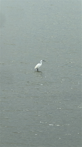 Little Egret