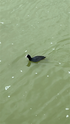 Common Coot