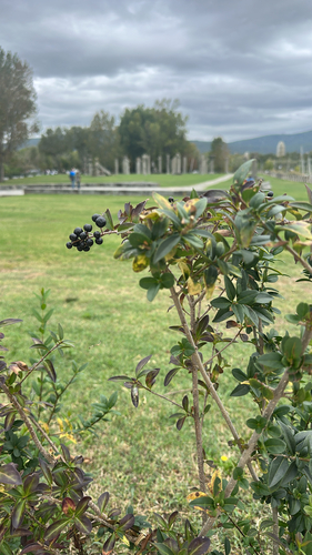 Common Privet