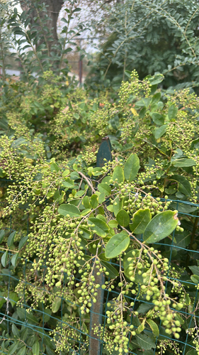 Chinese privet