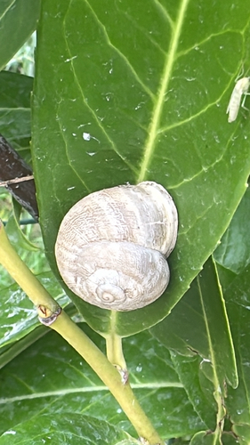 Chocolate-band Snail