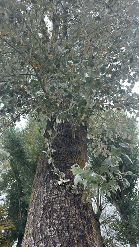 white poplar
