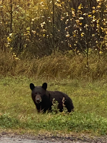 Black Bear sighting near Highway 55