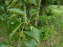 Populus maximowiczii × populus trichocarpa