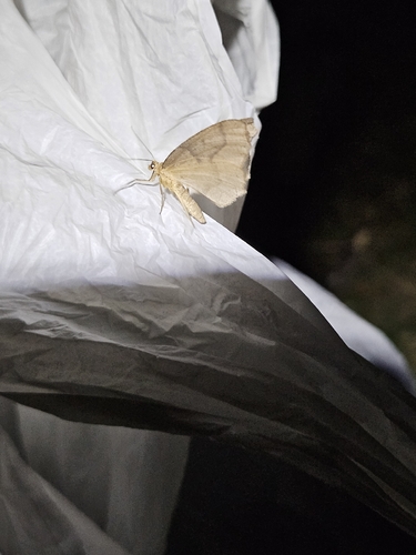 Butterflies and Moths