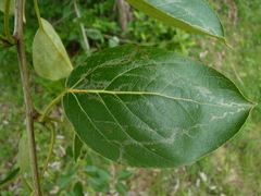 Populus maximowiczii × populus trichocarpa