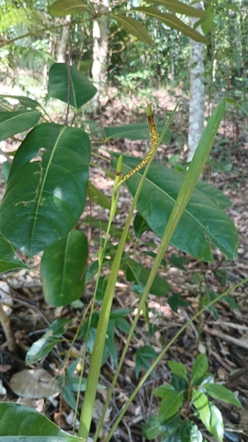 Gymnostachys anceps, 2026-10-11