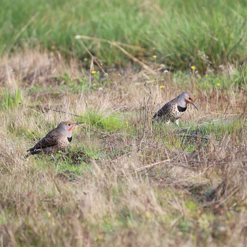 Northern Flicker