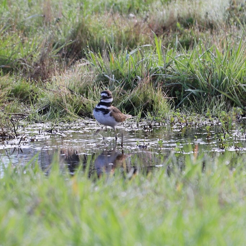 Killdeer