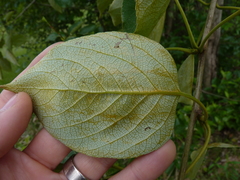 Populus maximowiczii × populus trichocarpa