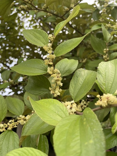 Ziziphus mauritiana observed 2026-10-10