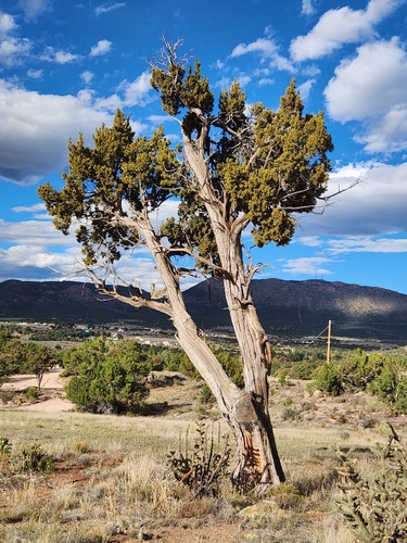 One-seed Juniper