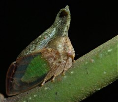 Lycoderides luteus