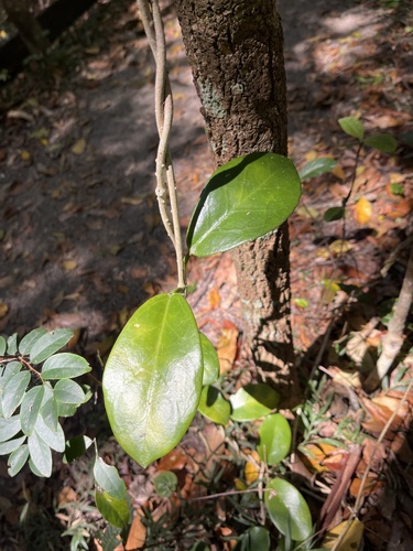 Hoya australis observed 2026-10-11