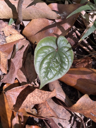 Dioscorea transversa observed 2026-10-11